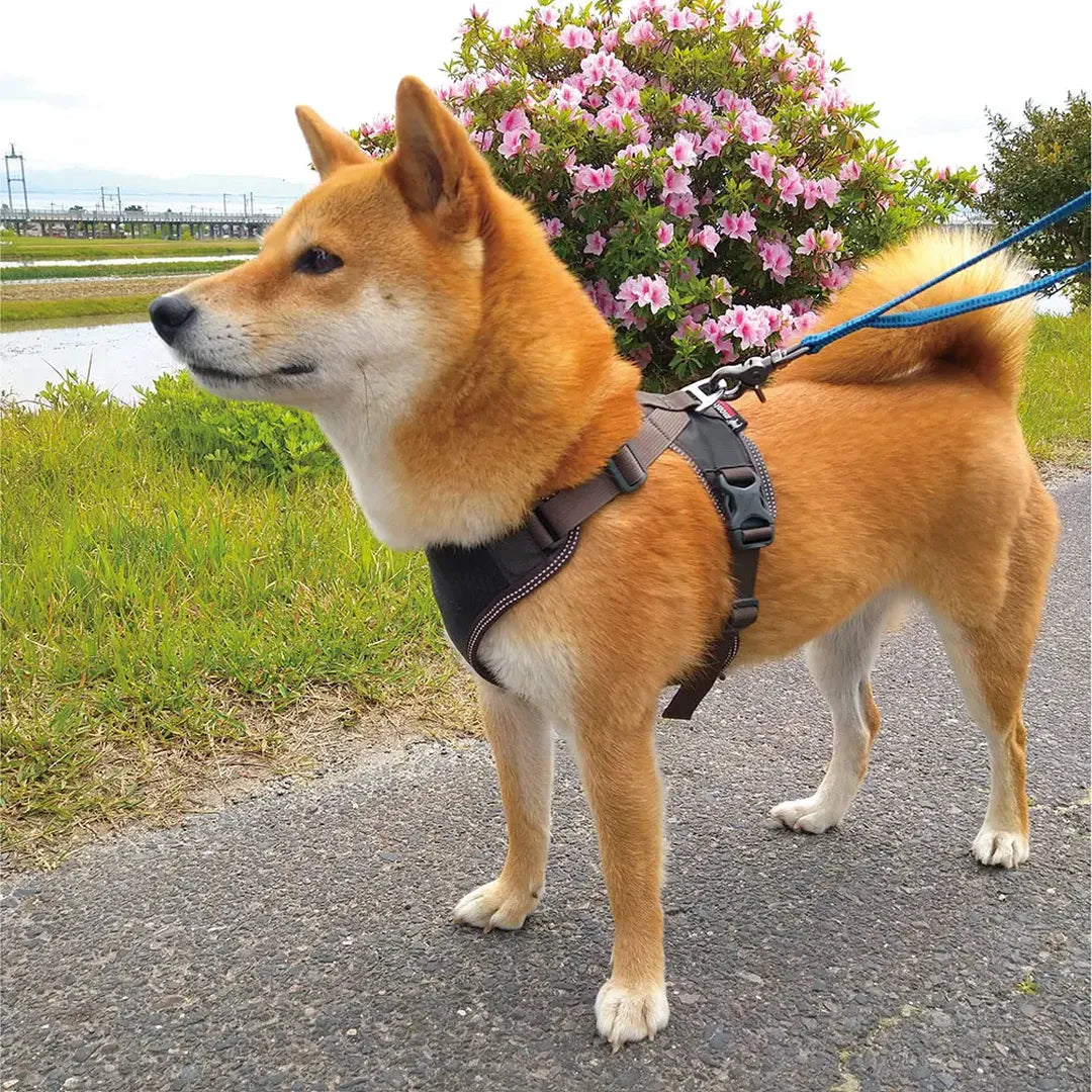 Harness