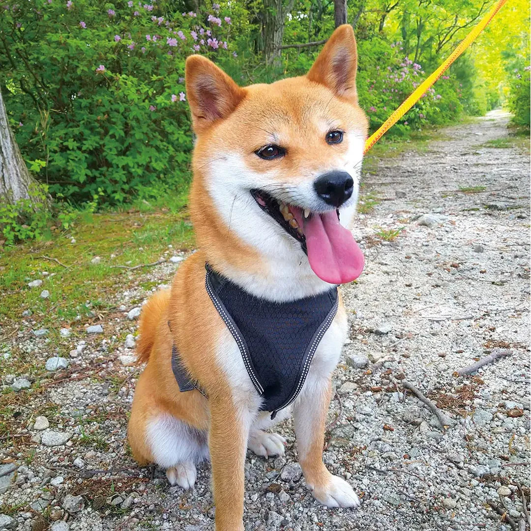Harness