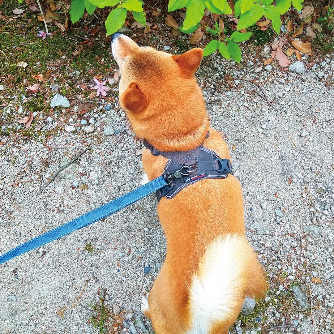 Harness