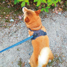 MONTBELL Mesh Dog Harness S Carrier/Harness