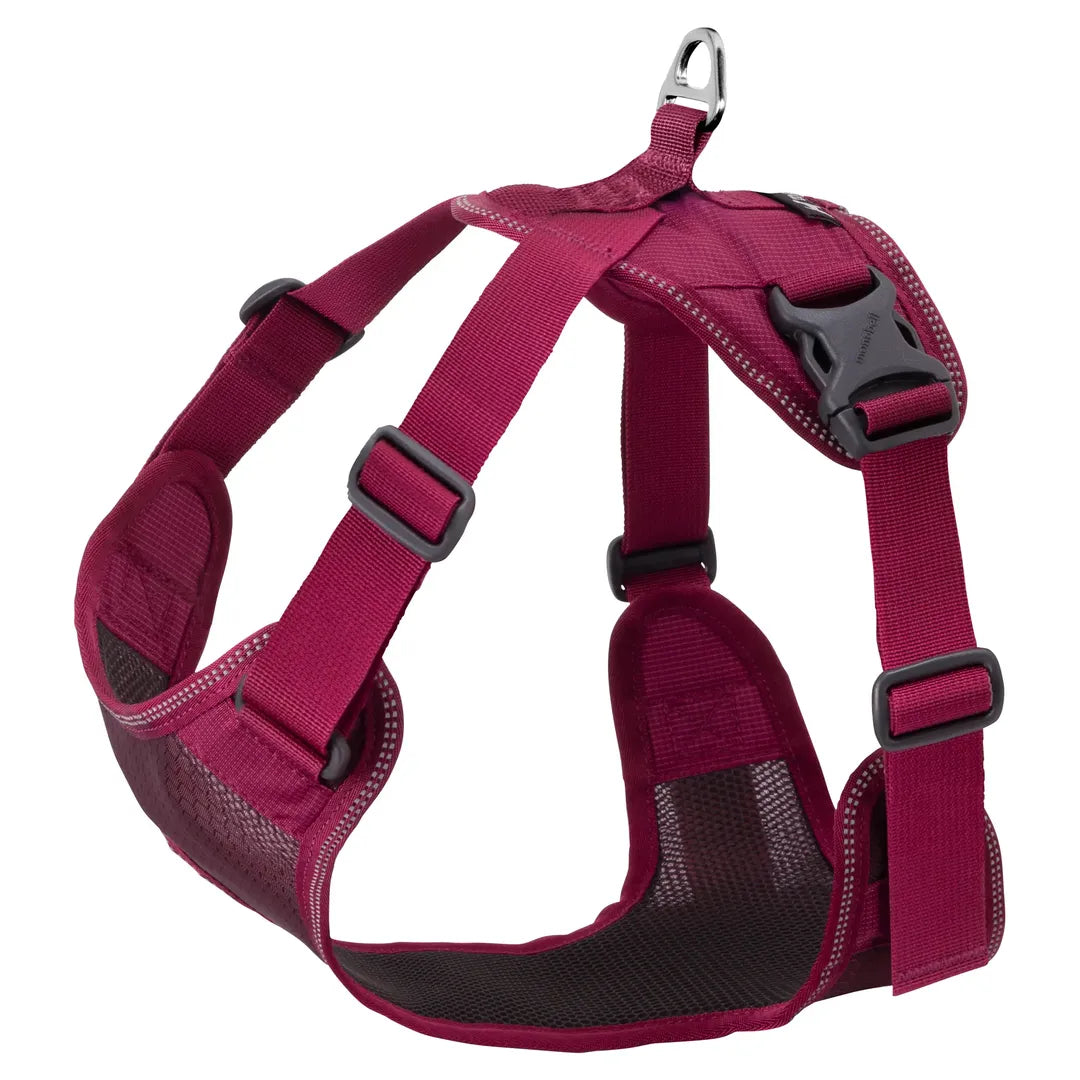 Harness