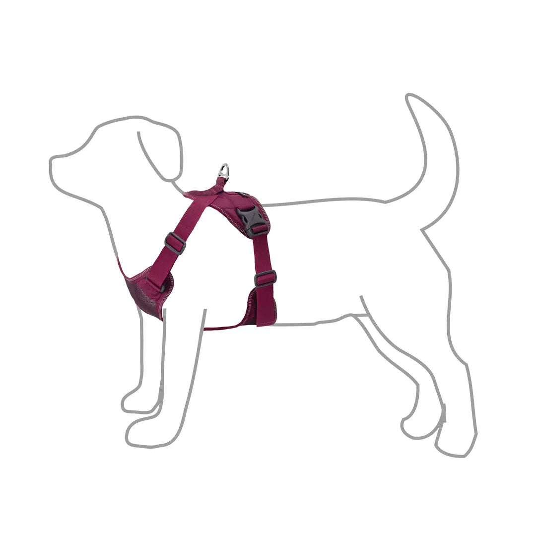 Harness